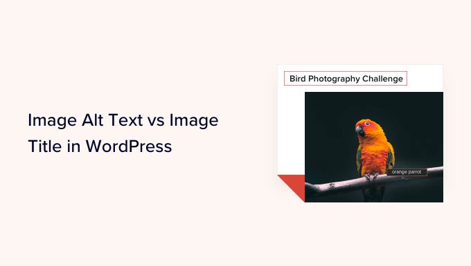Image Alt Text vs Image Title in WordPress - What's the Difference? Image Alt Text vs Image Title in WordPress - What's the Difference?